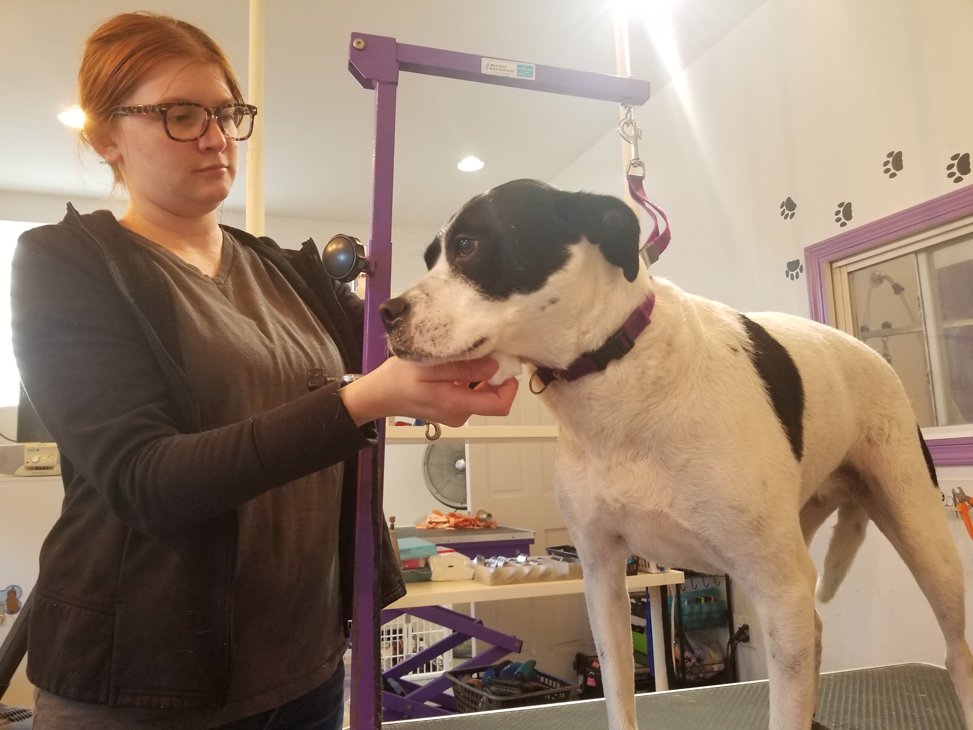 Bark Avenue Pet Salon